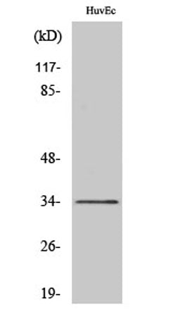 Olfactory receptor 10G2 rabbit pAb