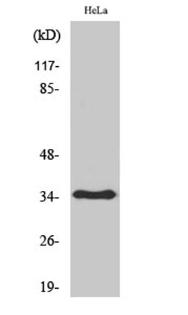 Olfactory receptor 6T1 rabbit pAb