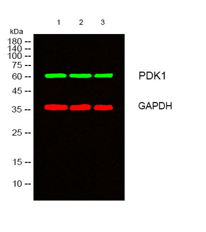 PDHK1 rabbit pAb