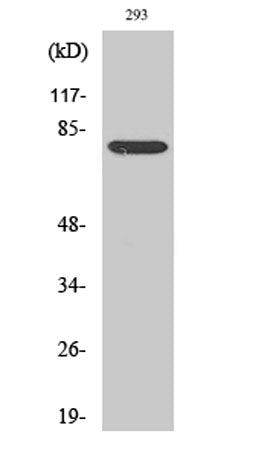 Stat4 rabbit pAb