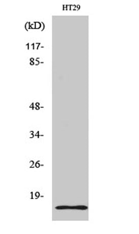 Synuclein-γ rabbit pAb