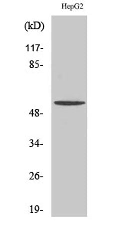 TMEM145 rabbit pAb