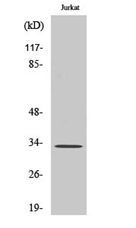 UCP3 rabbit pAb