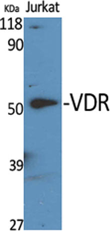 VDR rabbit pAb