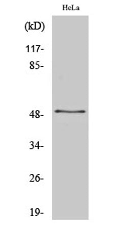 ZNF436 rabbit pAb