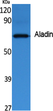 Aladin rabbit pAb