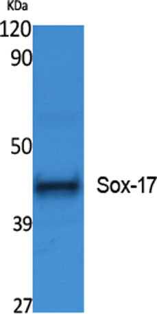 Sox-17 rabbit pAb