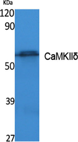 CaMKIIδ rabbit pAb