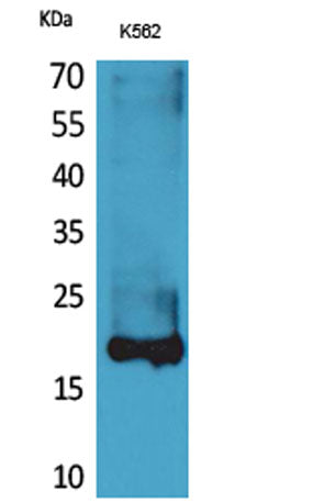 Lipocalin-1 rabbit pAb