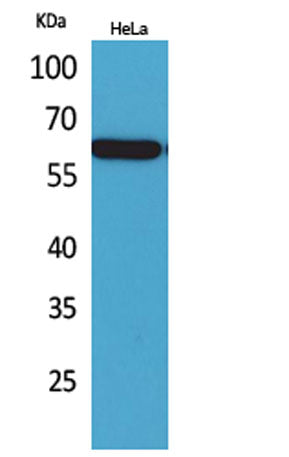 Nectin 3 rabbit pAb