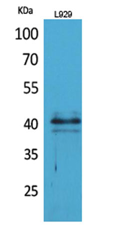 CKR-4 rabbit pAb