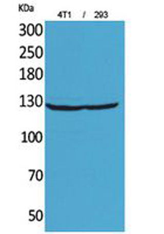 Integrin αD rabbit pAb