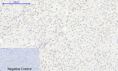 Histone H2A rabbit pAb