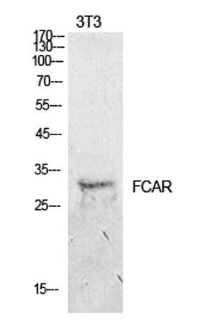 CD89 rabbit pAb
