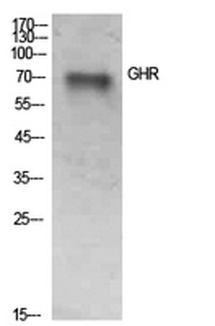 GHR rabbit pAb