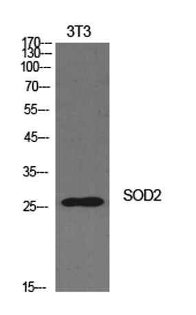SOD-2 rabbit pAb