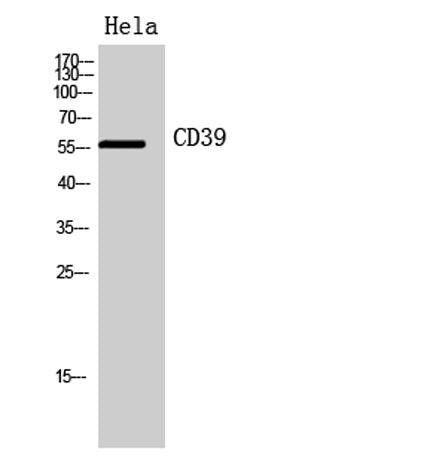 CD39 rabbit pAb