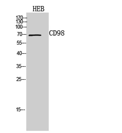 CD98 rabbit pAb