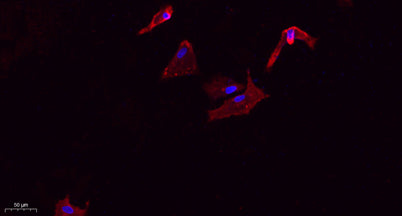 VE-Cadherin rabbit pAb