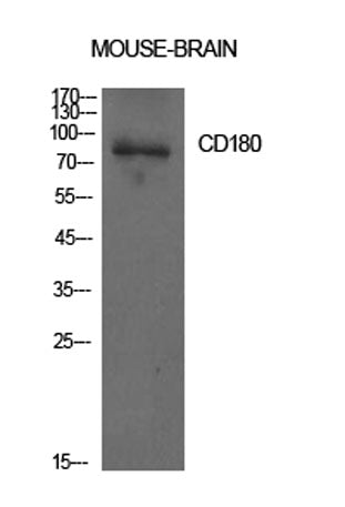 CD180 rabbit pAb