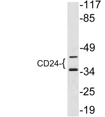 CD24 rabbit pAb