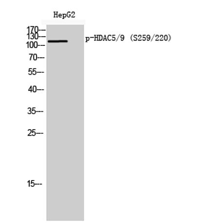 HDAC5/9 (phospho Ser259/220) rabbit pAb
