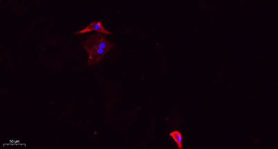 DRP1 (phospho Ser637) rabbit pAb