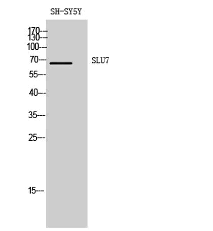 SLU7 rabbit pAb
