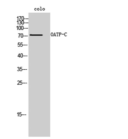 OATP-C rabbit pAb