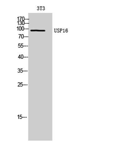 USP16 rabbit pAb
