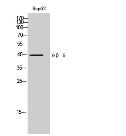 Gβ 5 rabbit pAb