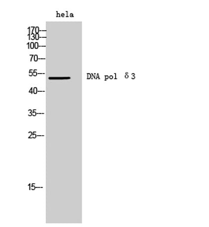 DNA pol δ3 rabbit pAb
