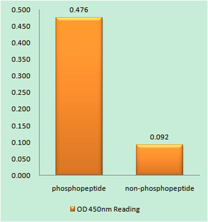 NFAT5 (phospho Ser155) rabbit pAb