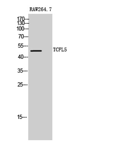 TCFL5 rabbit pAb