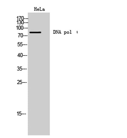 DNA pol ι rabbit pAb