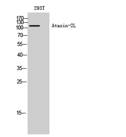 Ataxin-2L rabbit pAb