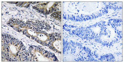 Galactosidase β1L3 rabbit pAb