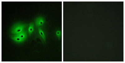 A Cyclase VIII rabbit pAb