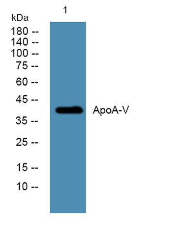ApoA-V rabbit pAb