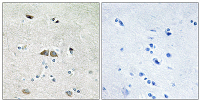 Ribosomal Protein L39L rabbit pAb