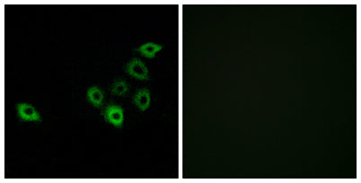 Olfactory receptor 51S1 rabbit pAb