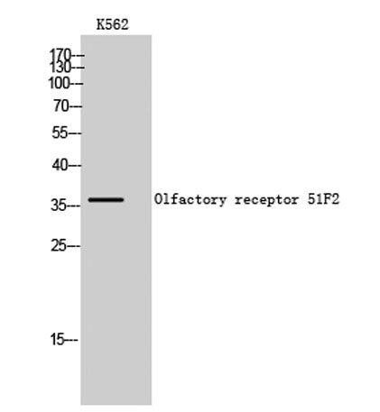 Olfactory receptor 51F2 rabbit pAb