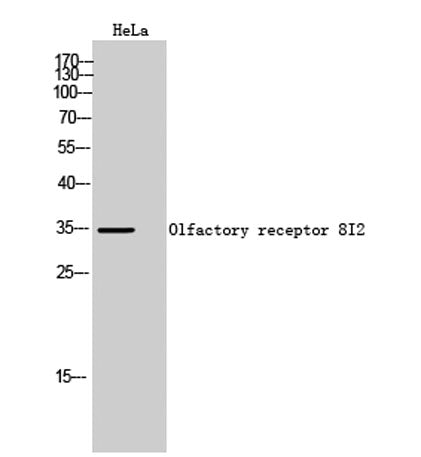Olfactory receptor 8I2 rabbit pAb
