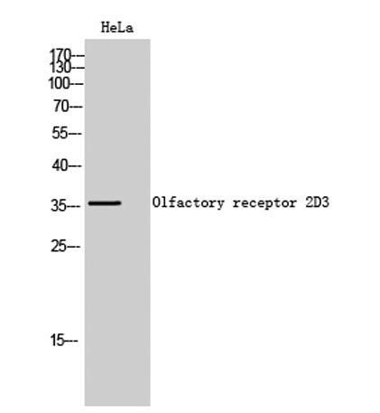 Olfactory receptor 2D3 rabbit pAb