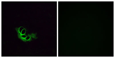 Olfactory receptor 56A1 rabbit pAb