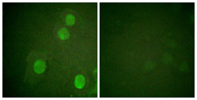 Histone H4 (phospho Ser47) rabbit pAb