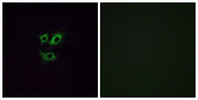 Olfactory receptor 2Y1 rabbit pAb
