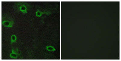 Adenosine A2A-R rabbit pAb