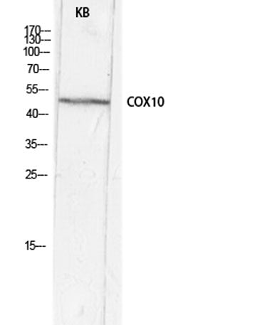 COX10 rabbit pAb