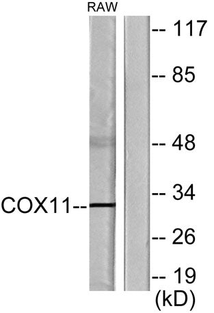COX11 rabbit pAb